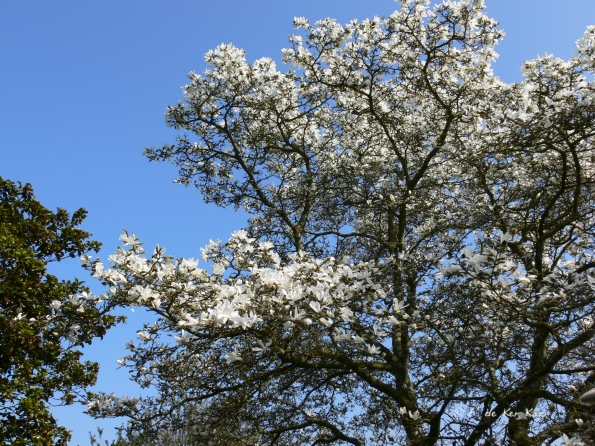 Bois des Moutiers (95) mars 2012
